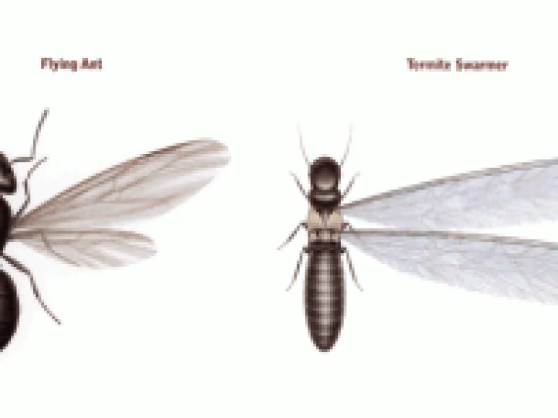 What are Termite Swarmers