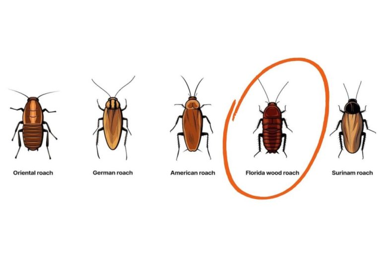 What Repels Wood Roaches