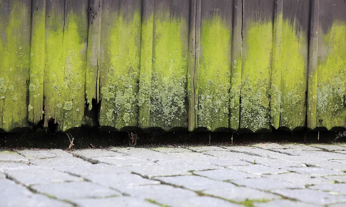 Untreated softwood fence boards with green algae and lichen growth where they stay wet near the ground