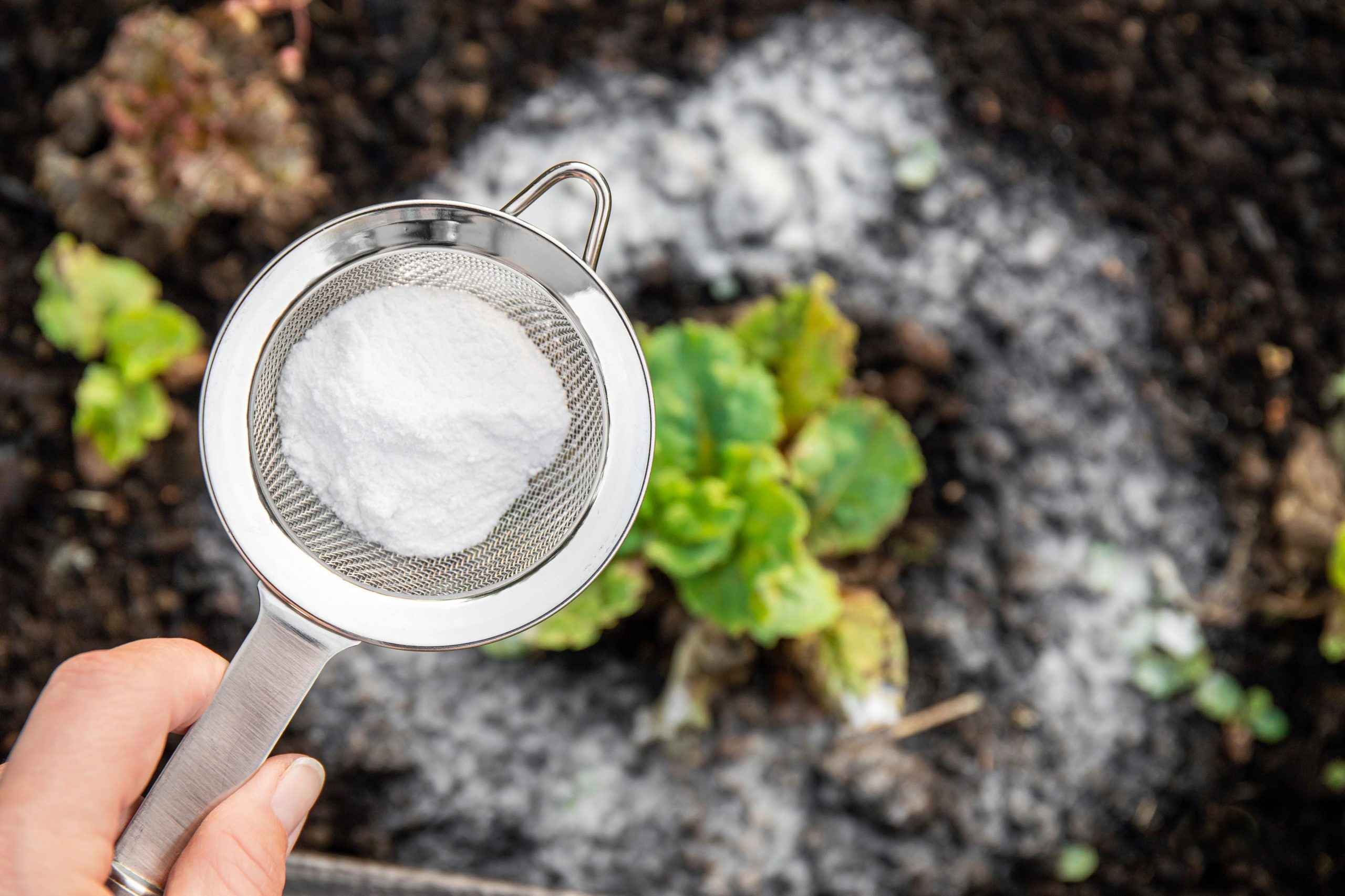 Will Baking Soda in Garden Containers Repel Wood Roaches