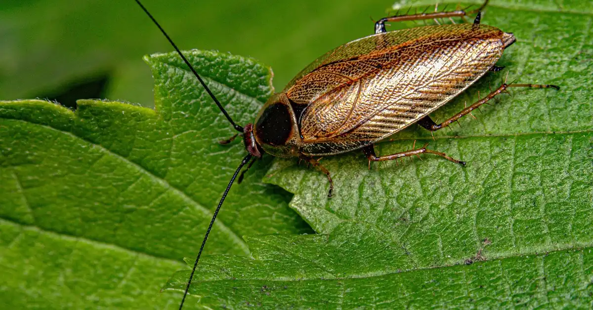 Wood roach on a green leaf, the light-brown outdoor cockroach species natural repellents target