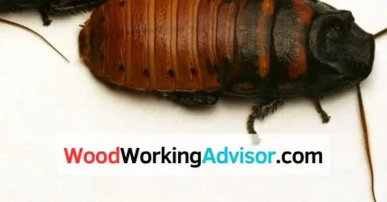 Wood roaches closeup showing brown oval shape and long antennae