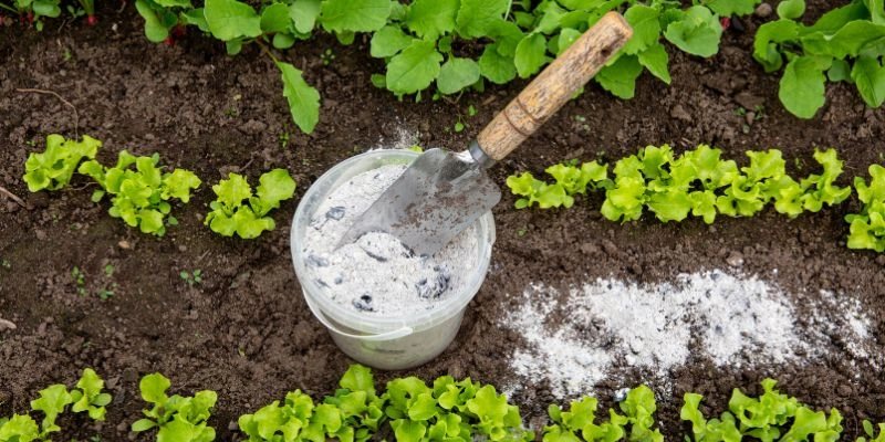 Can Wood Ash Be Used As Fertilizer