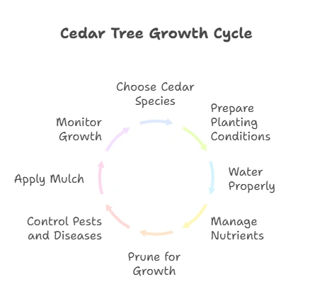 How to Make Cedar Trees Grow Faster