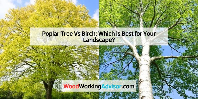 Poplar Tree Vs Birch: Which is Best for Your Landscape?