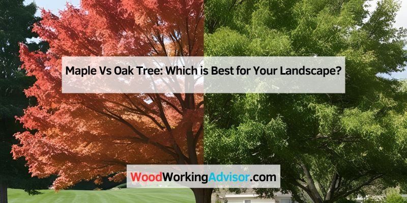 Maple Vs Oak Tree: Which is Best for Your Landscape?