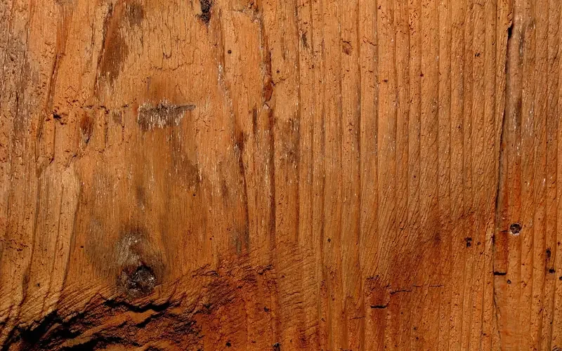 Close-up of bare wood grain with open pores that absorb oil Close-up of bare wood grain with open pores that absorb oil