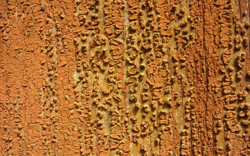 Cracked old paint layers on weathered wood Cracked old paint layers on weathered wood