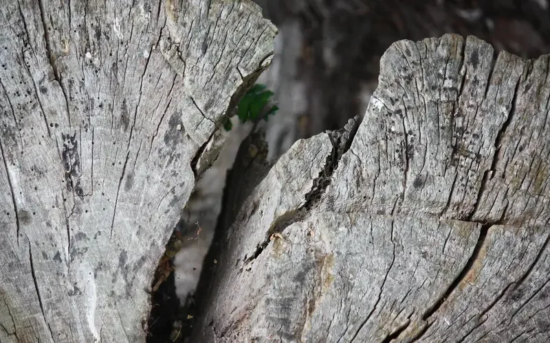 Deep split in old weathered wood showing a wide crack Deep split in old weathered wood showing a wide crack