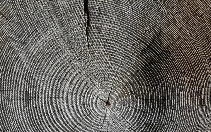 End grain of a log with a drying crack running from the center End grain of a log with a drying crack running from the center