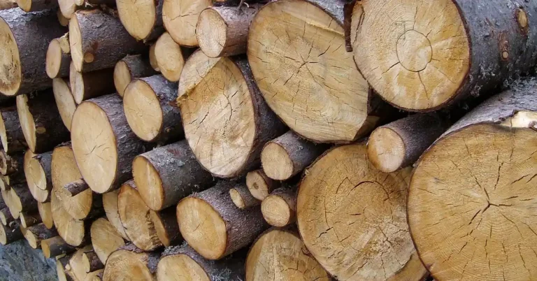 stacked softwood lumber including pine boards at a lumber yard