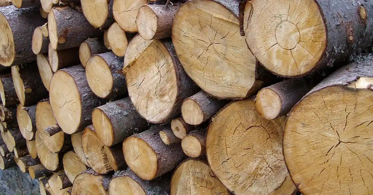 stacked softwood lumber including pine boards at a lumber yard