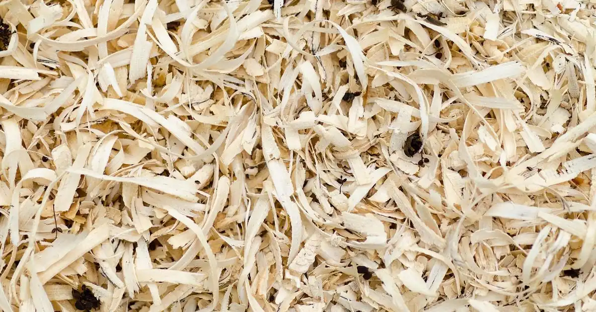 Pile of pale wood shavings and sawdust used to make homemade wood filler