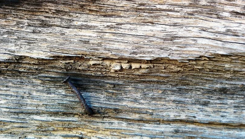 Bent rusty nail sticking out of an old weathered wood board