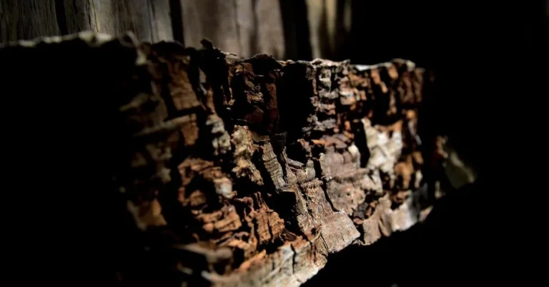 Close-up of a rotted wood beam with crumbling, decayed fibers