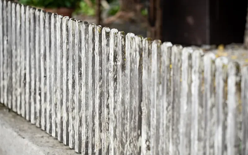 Weathered wooden picket fence with gray and green mildew patches Weathered wooden picket fence with gray and green mildew patches