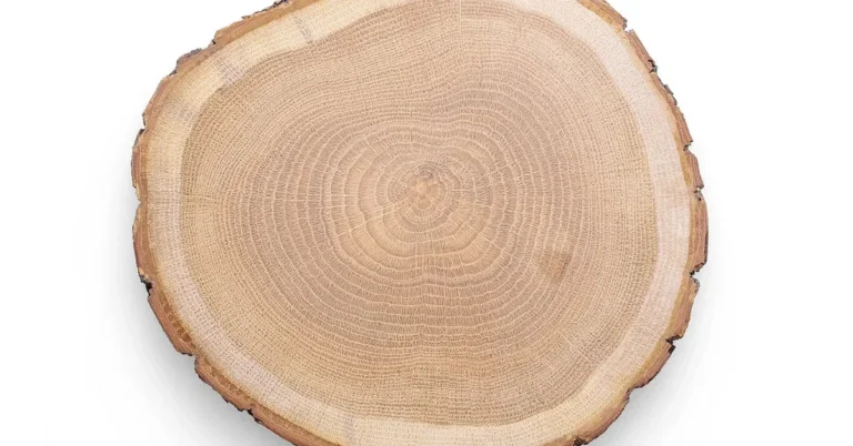 Oak wood slice blank with visible growth rings, a natural surface for wood burning patterns