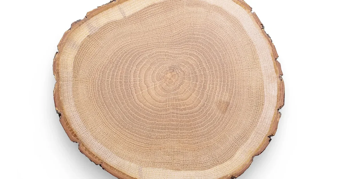 Oak wood slice blank with visible growth rings, a natural surface for wood burning patterns