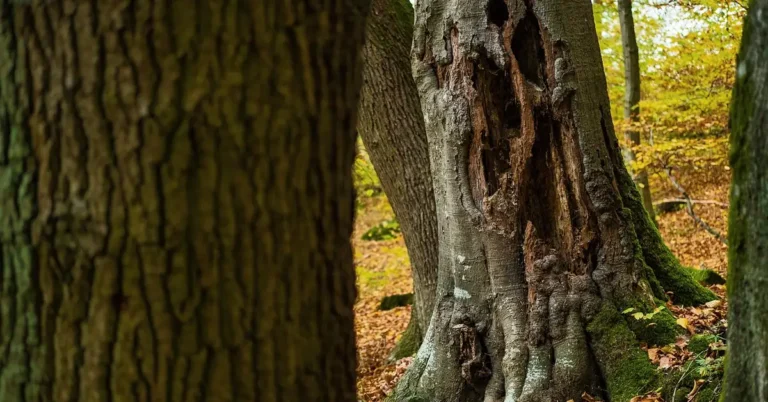 Dying ash tree trunk with bark damage and decay cavity from wood-boring insect activity