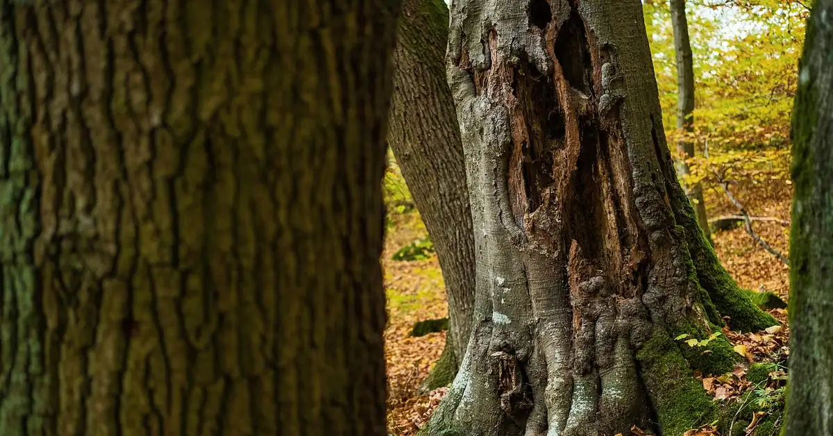 Dying ash tree trunk with bark damage and decay cavity from wood-boring insect activity