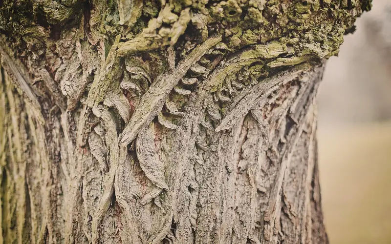 Close-up of furrowed gray ash tree bark during a health inspection Close-up of furrowed gray ash tree bark during a health inspection