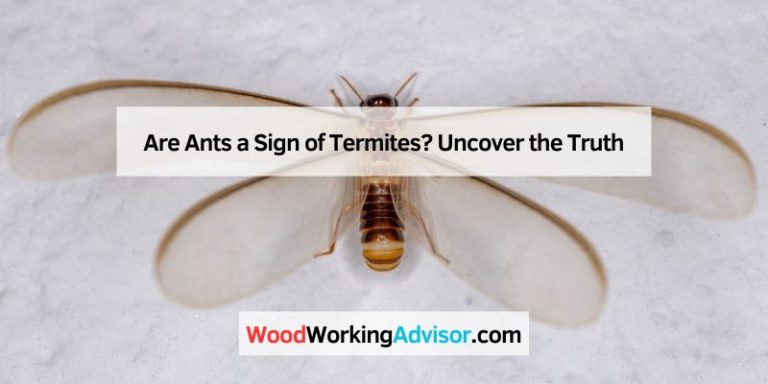 Are Ants a Sign of Termites