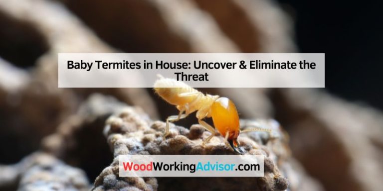 Baby Termites in House
