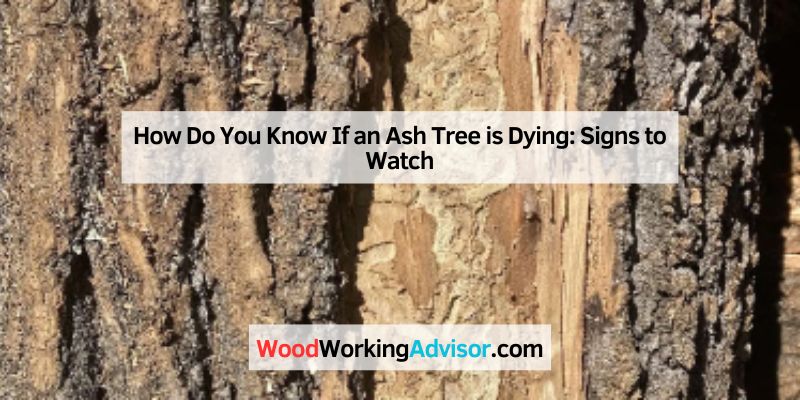 How Do You Know If an Ash Tree is Dying