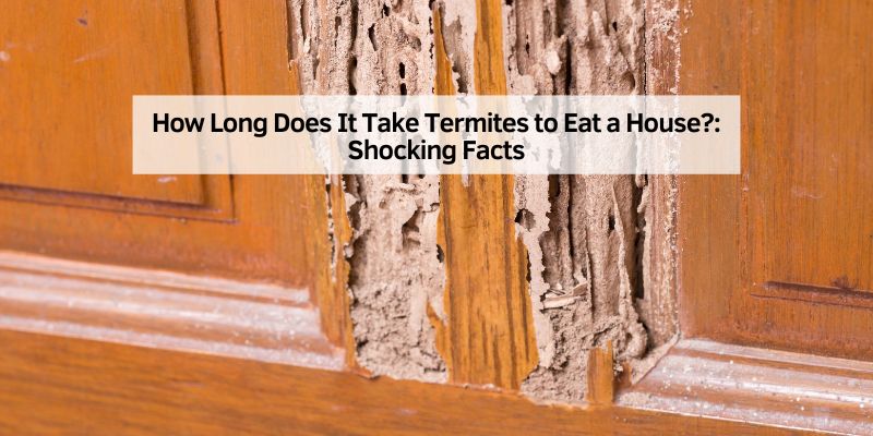 How Long Does It Take Termites to Eat a House