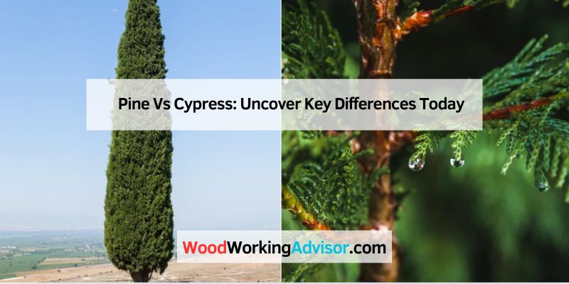 Pine Vs Cypress