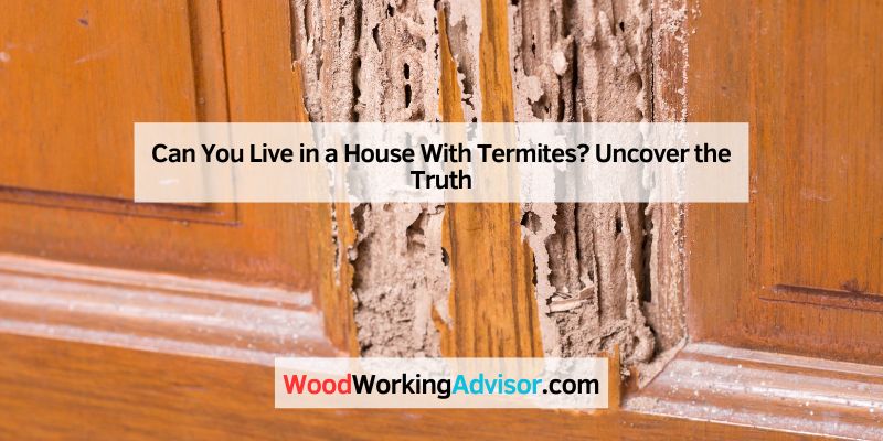 Can You Live in a House With Termites
