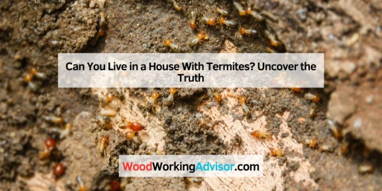How Do Termites Start Colonies