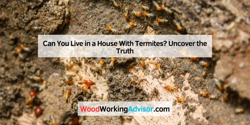 How Do Termites Start Colonies