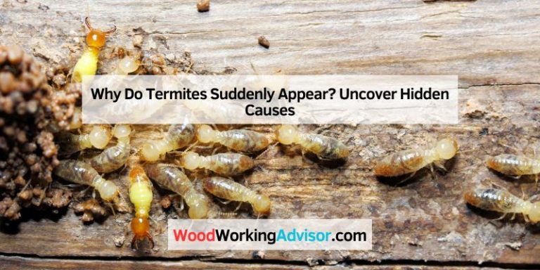 Why Do Termites Suddenly Appear? Uncover Hidden Causes