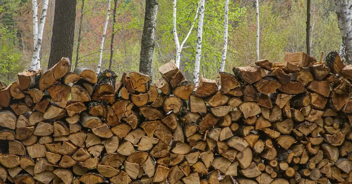 stacked ash firewood logs seasoning outdoors near a forest edge in spring