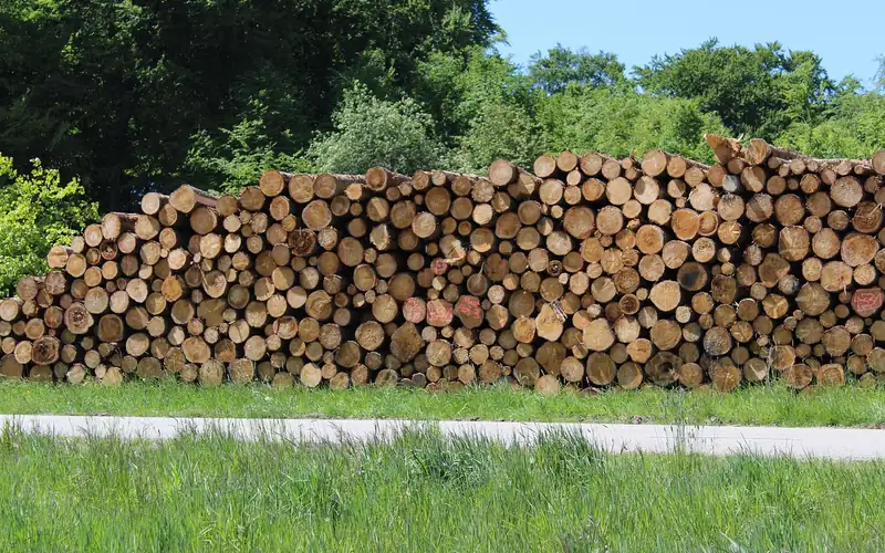 freshly split ash wood logs stacked with airflow gaps for seasoning
