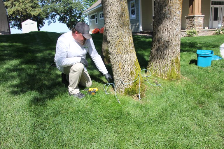 How Much Does an Ash Tree Cost