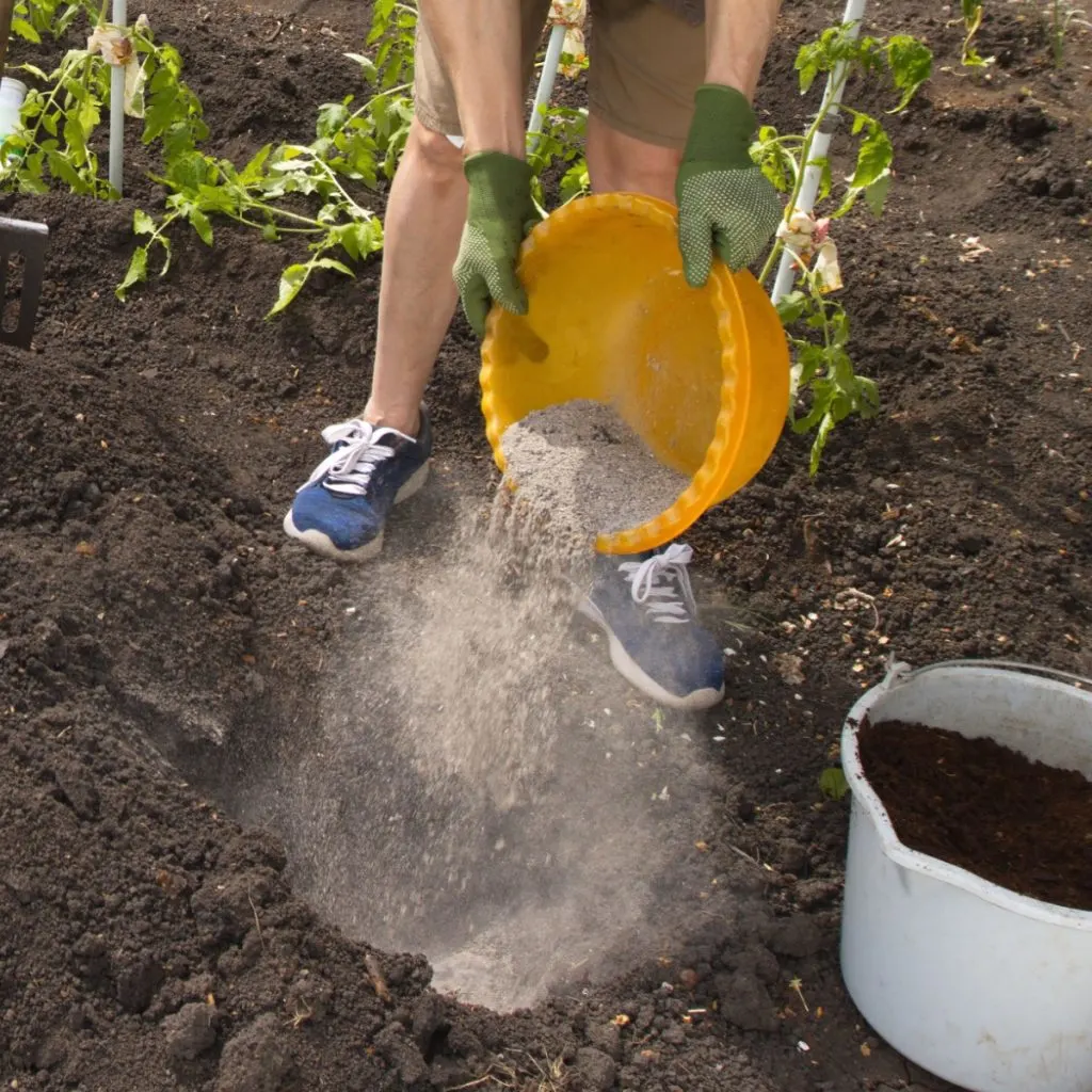 How Much Wood Ash Per Tomato Plant