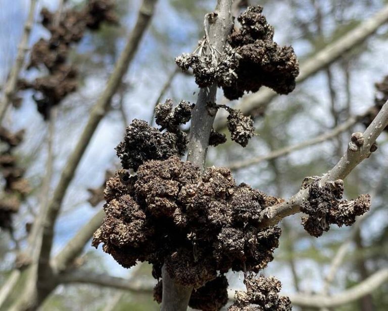 How to Prevent Ash Tree Disease