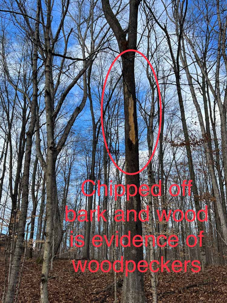 Is It Safe to Climb a Dead Ash Tree