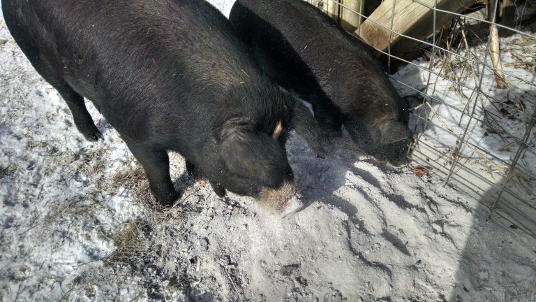 Is It Safe to Eat Ash from Wood