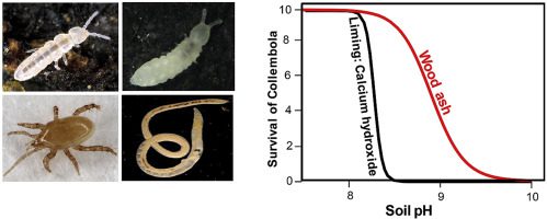 What is the Ph of Wood Ash