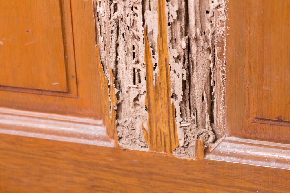 When Should I Worry About Termites