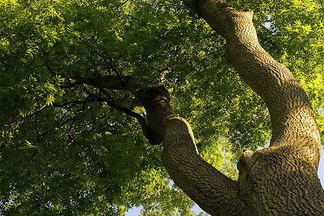 Where Does Ash Wood Come from