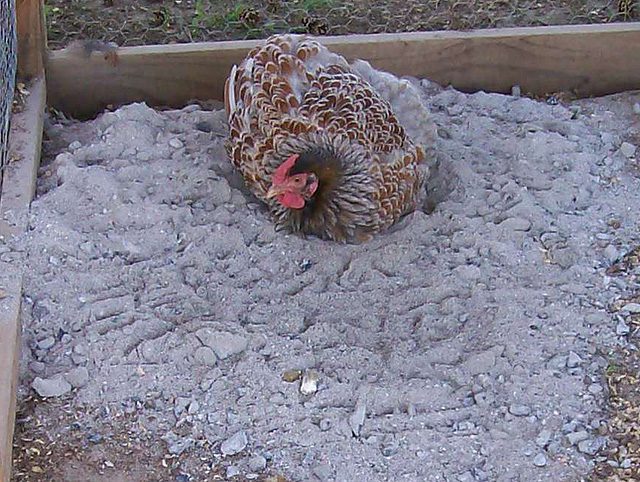 Where to Buy Wood Ash for Chickens