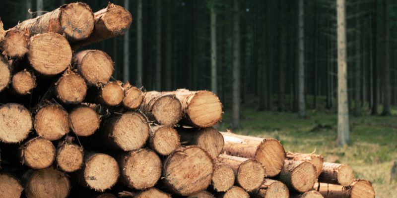 Types of Firewood Available in Wilmington