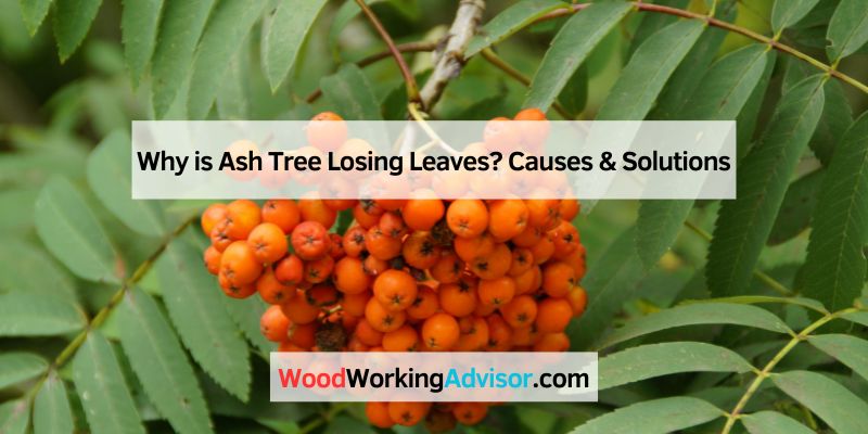Why is Ash Tree Losing Leaves