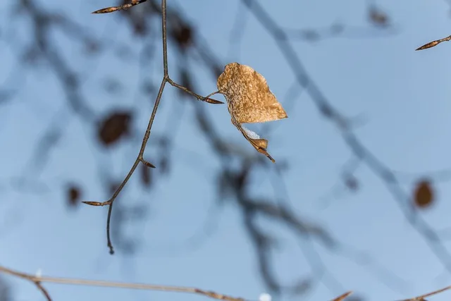 Bare tree branch with a single wilted leaf remaining after leaf drop