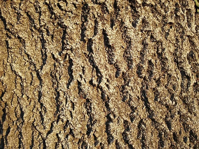 Close-up of ash tree bark showing its distinctive diamond-furrowed pattern
