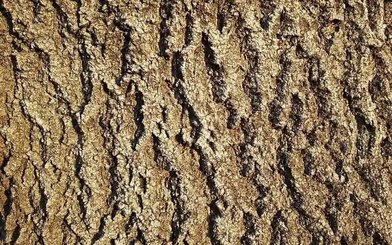 Close-up of ash tree bark showing the diamond ridge pattern used to check for emerald ash borer exit holes